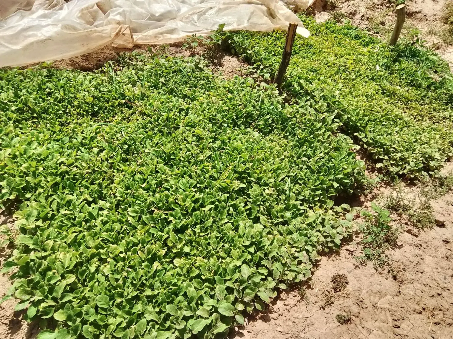 نهال|گل و گیاه طبیعی|نیشابور, طالقانی|دیوار