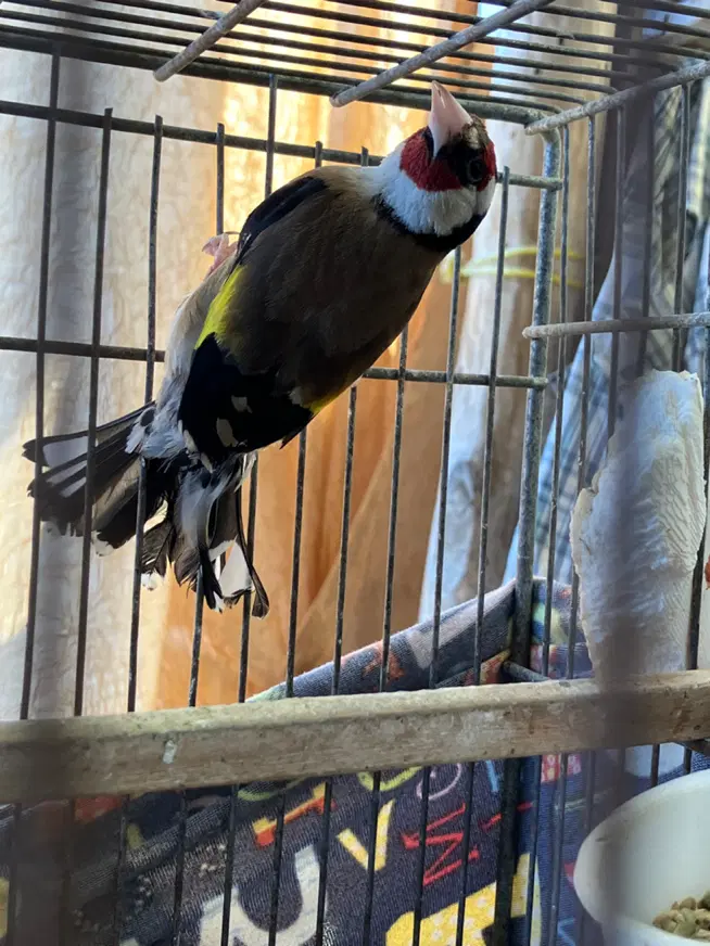 سهره|پرنده|رشت, یخسازی|دیوار