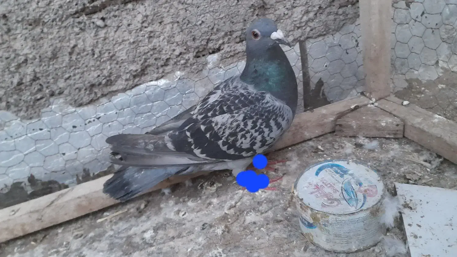 سار کاکلی|پرنده|تربت‌حیدریه, حاجی یار‎|دیوار