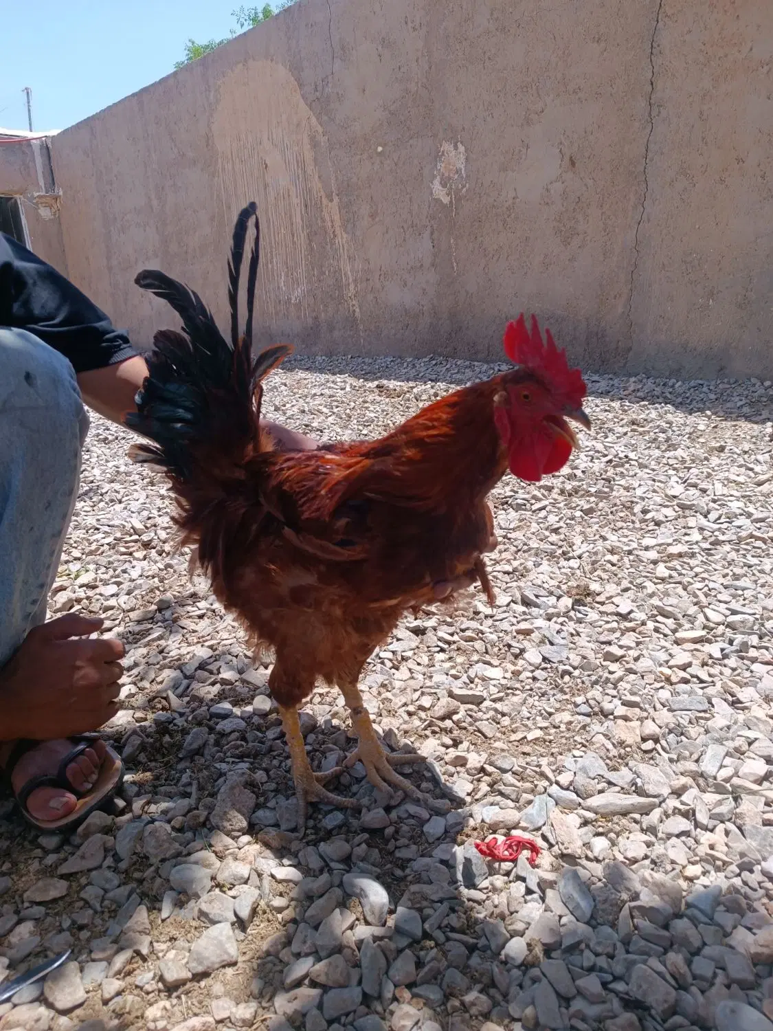 خروس|حیوانات مزرعه|گناباد, |دیوار