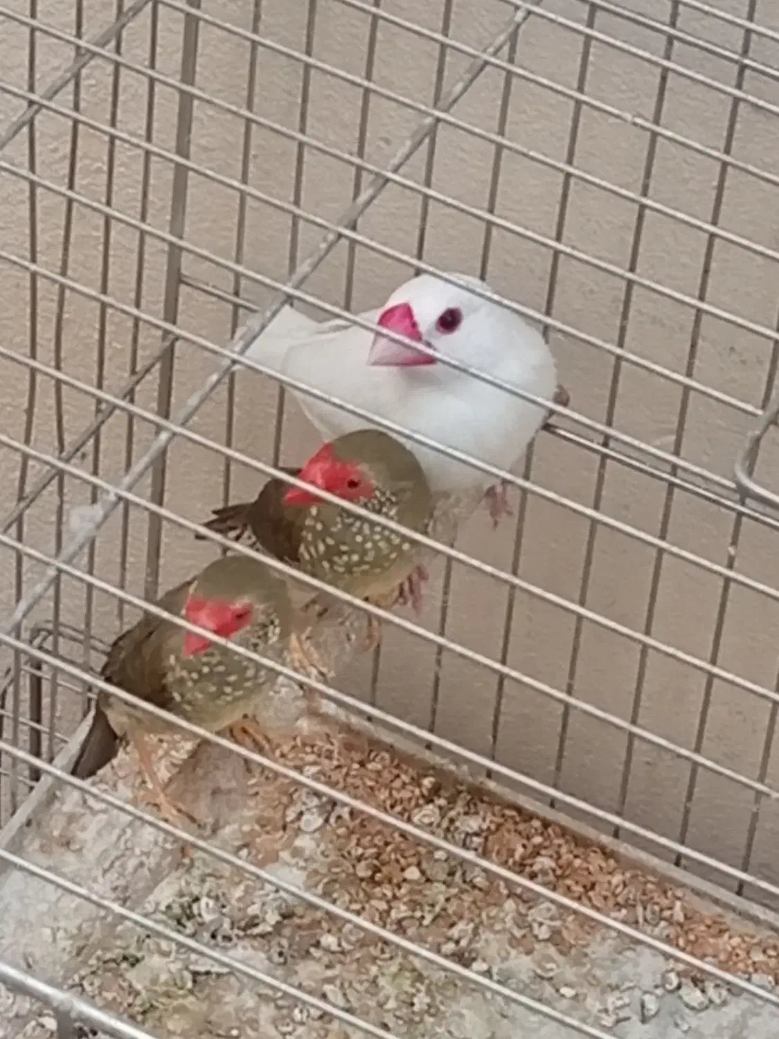 فنج|پرنده|کرمانشاه, |دیوار