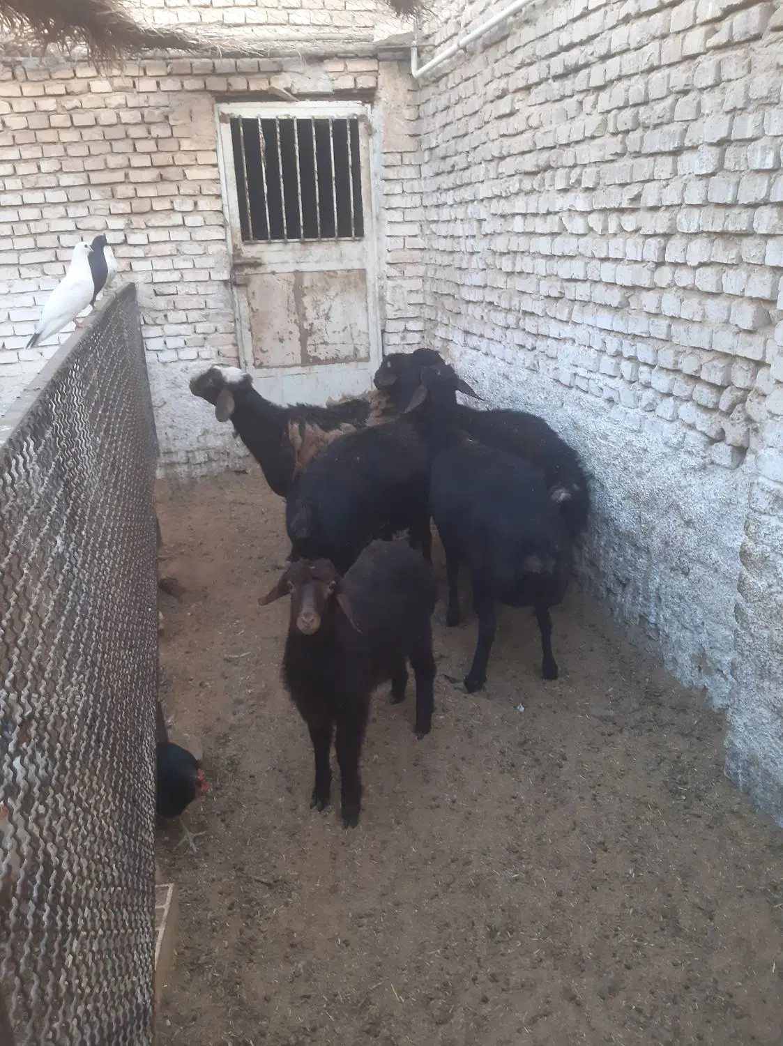 بره|حیوانات مزرعه|اردکان, |دیوار
