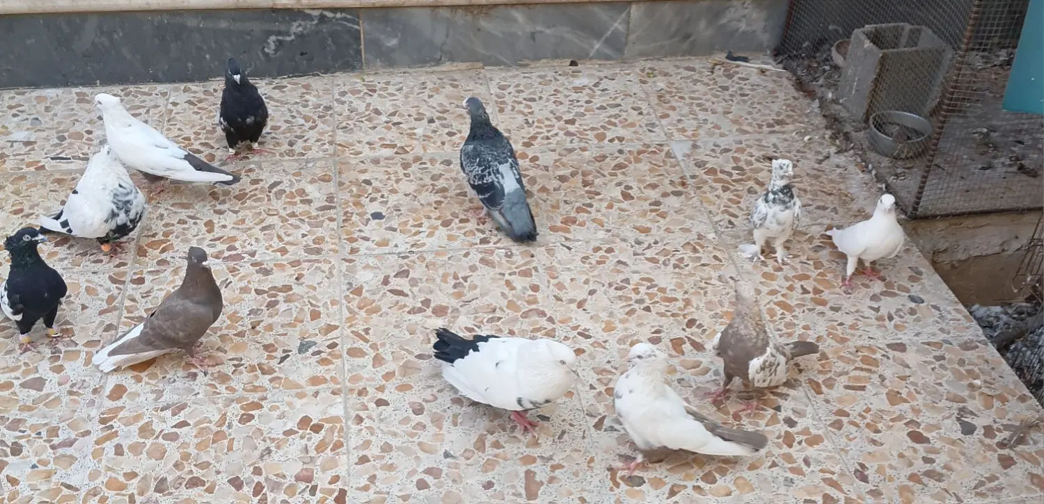 کبوتر|پرنده|شیراز, قلعه نو|دیوار