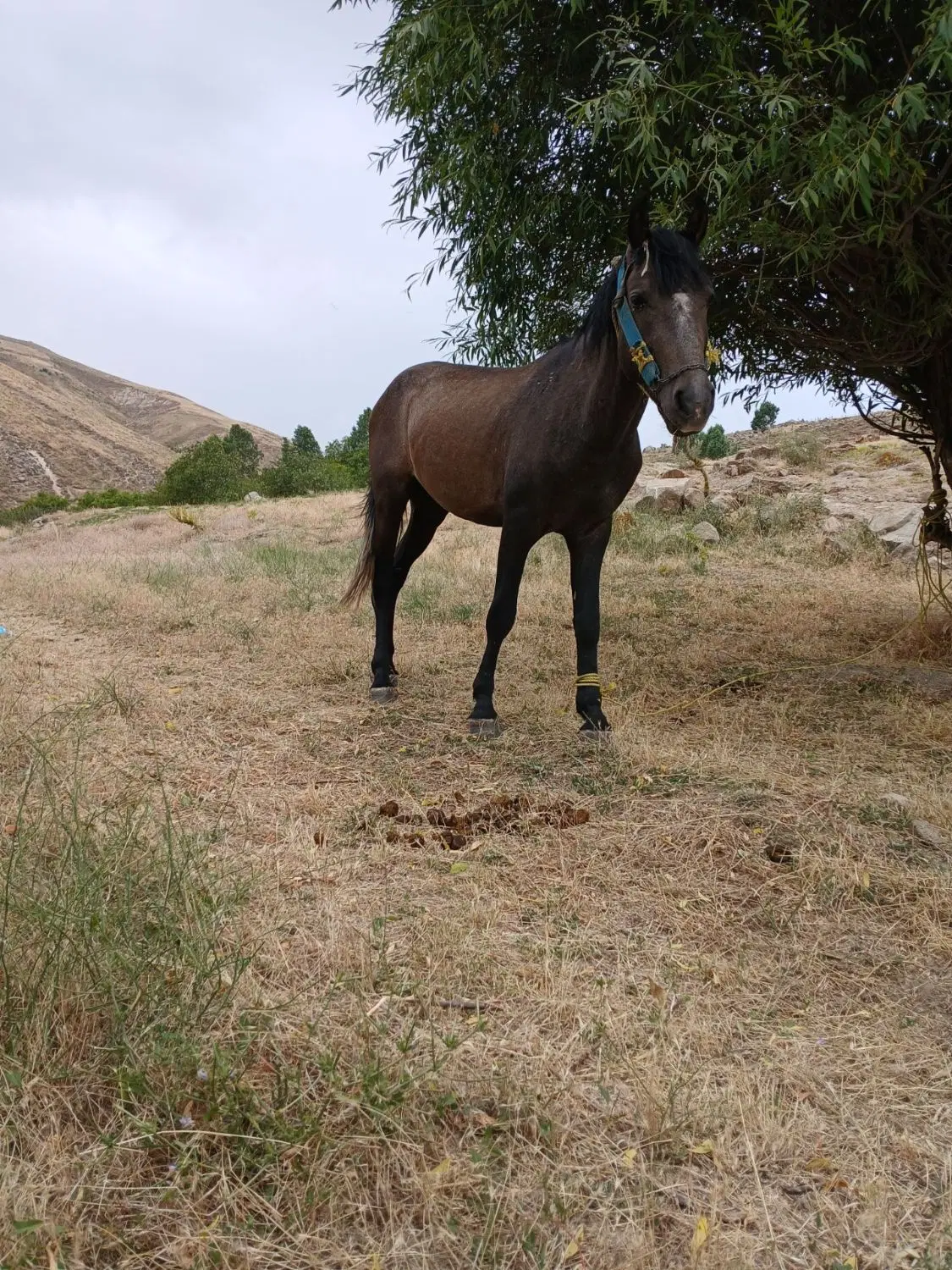 اسب|اسب و تجهیزات اسب‌سواری|اهر, |دیوار