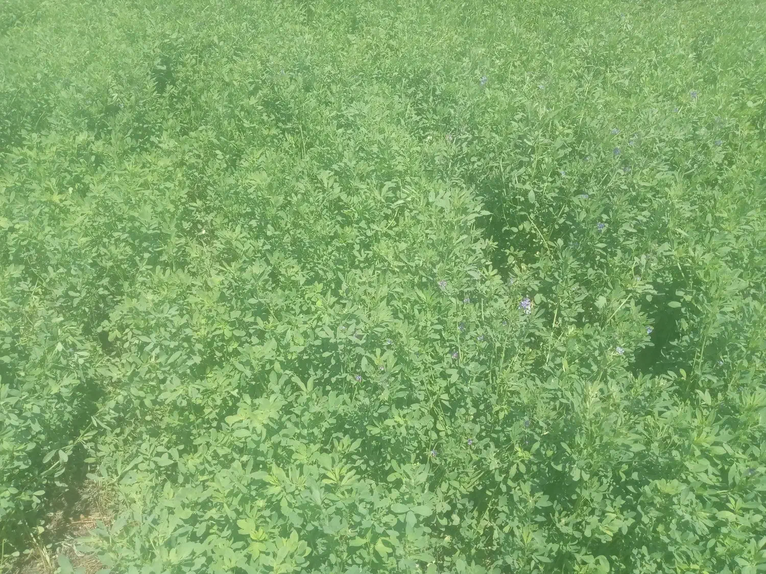 یونجه|خدمات باغبانی و درختکاری|جیرفت, |دیوار