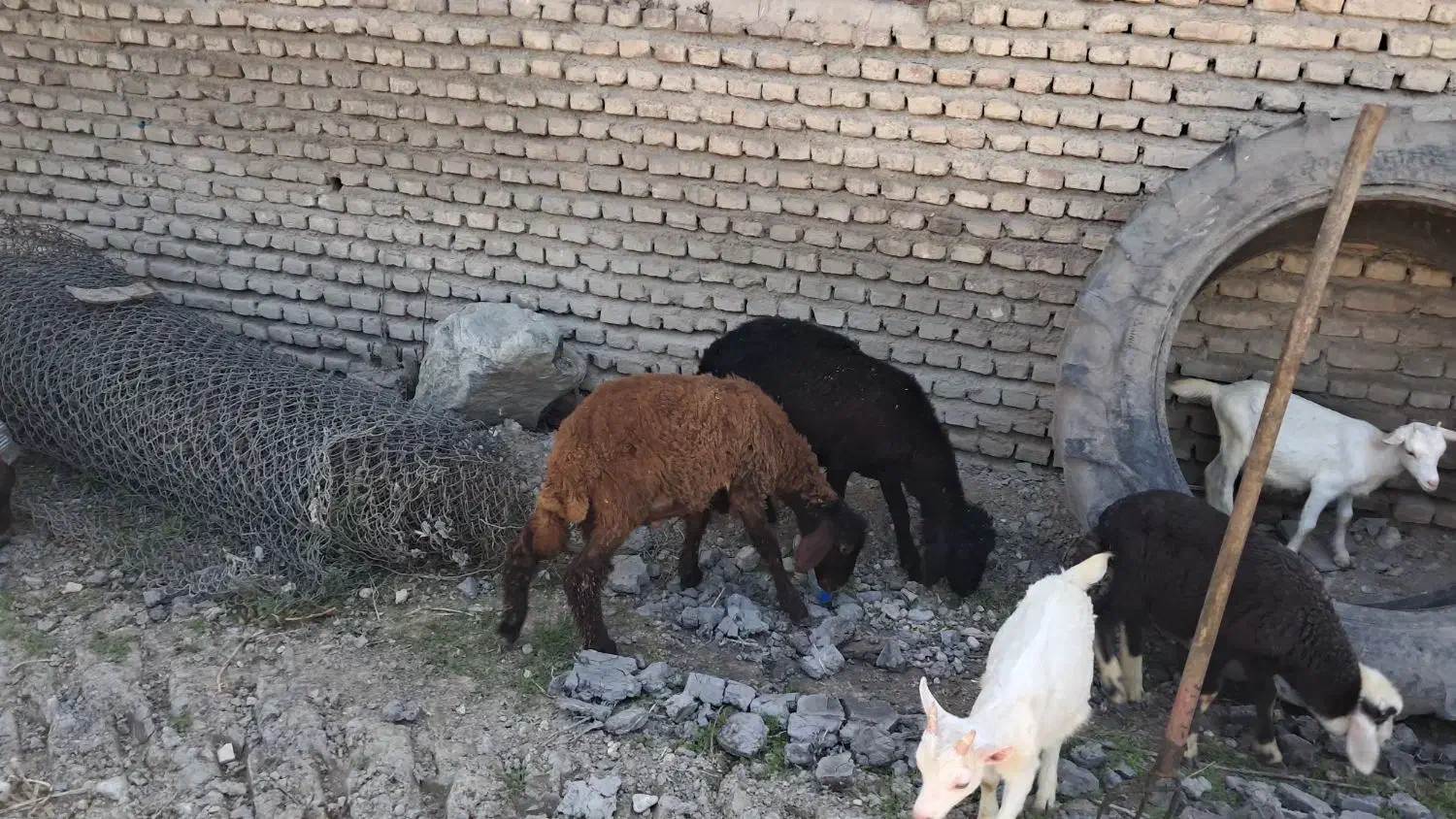بره نر|حیوانات مزرعه|گرگان, |دیوار