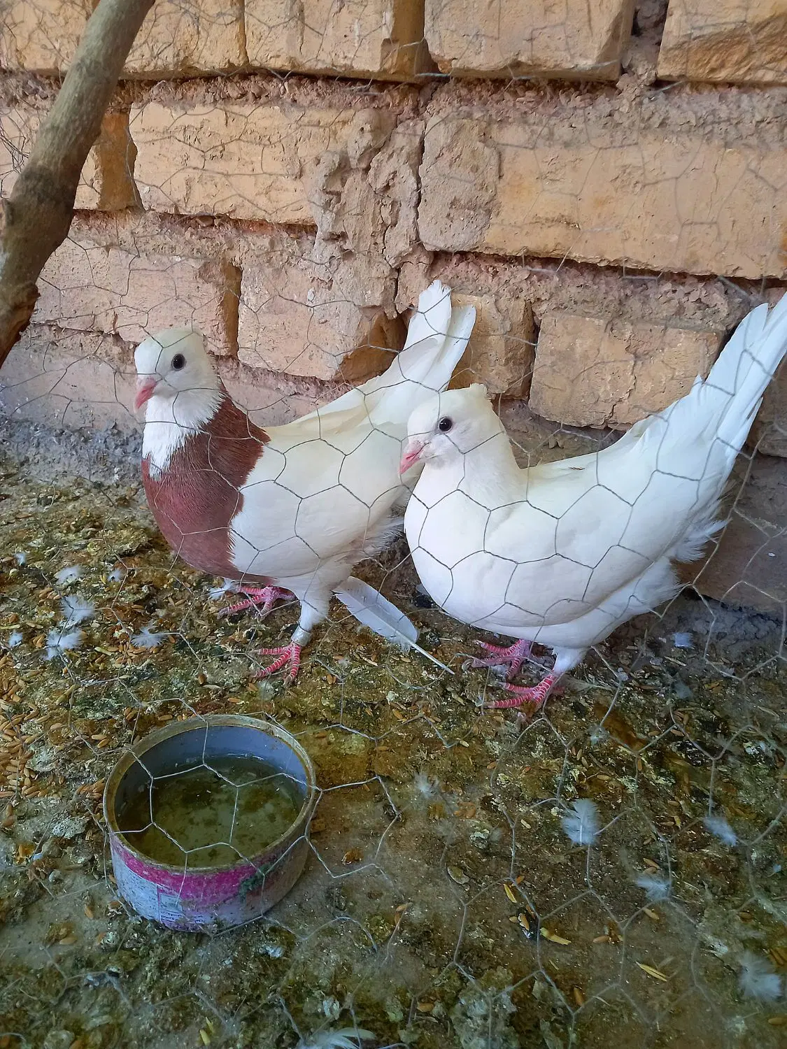 طوقی|پرنده|لردگان, |دیوار