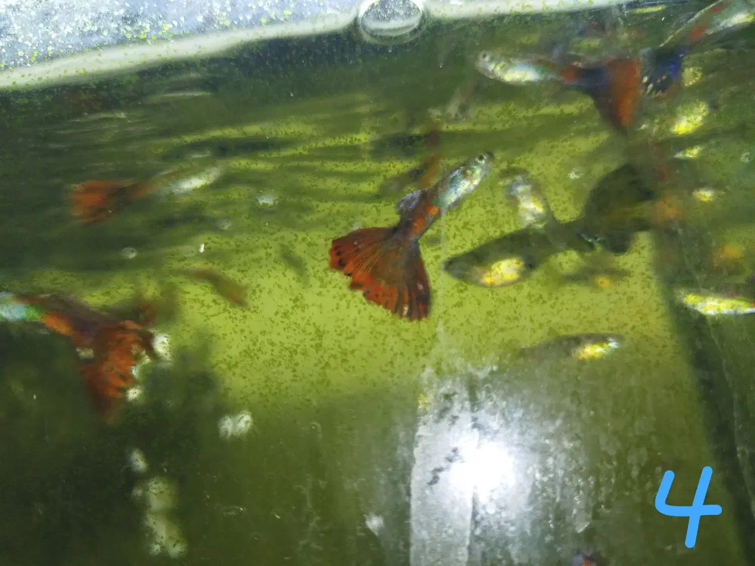 عرضه ماهی گوپی وحلزون سیب و گیاه خز کریسمس|ماهی|شیراز, شهرک مهدیه|دیوار