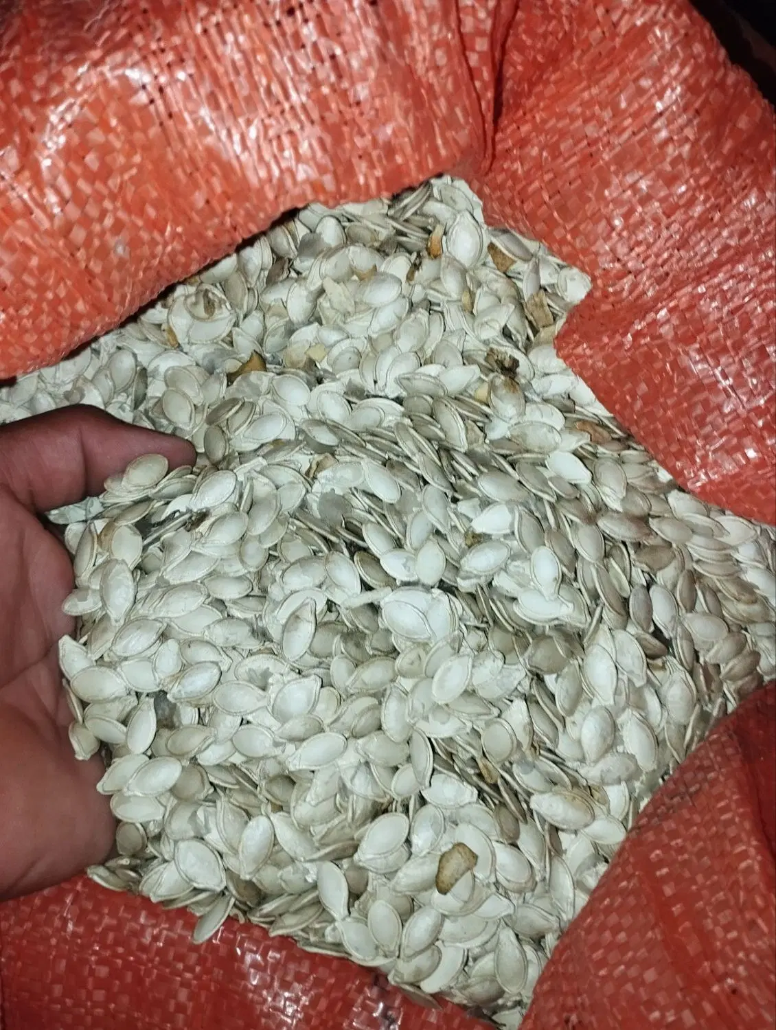 تخم کدو|خوردنی و آشامیدنی|گنبد کاووس, |دیوار
