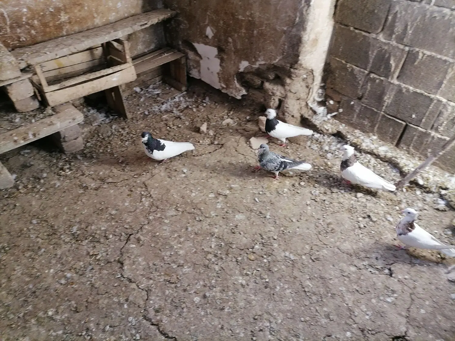 کبوتر|پرنده|شیروان (خراسان), |دیوار