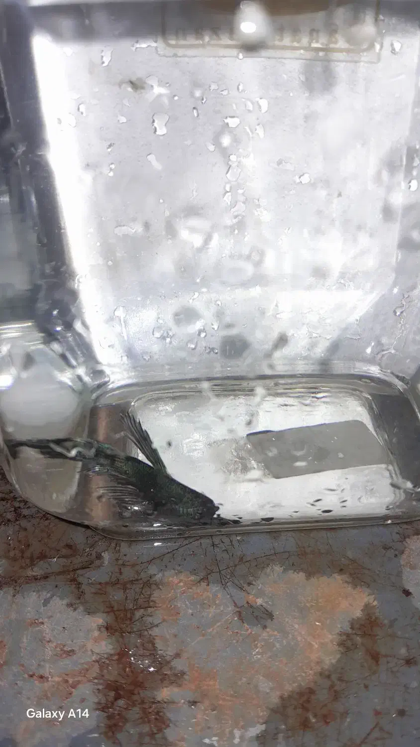 ماهی فایتر ماده ونر وگوپی جفت|ماهی|قزوین, |دیوار