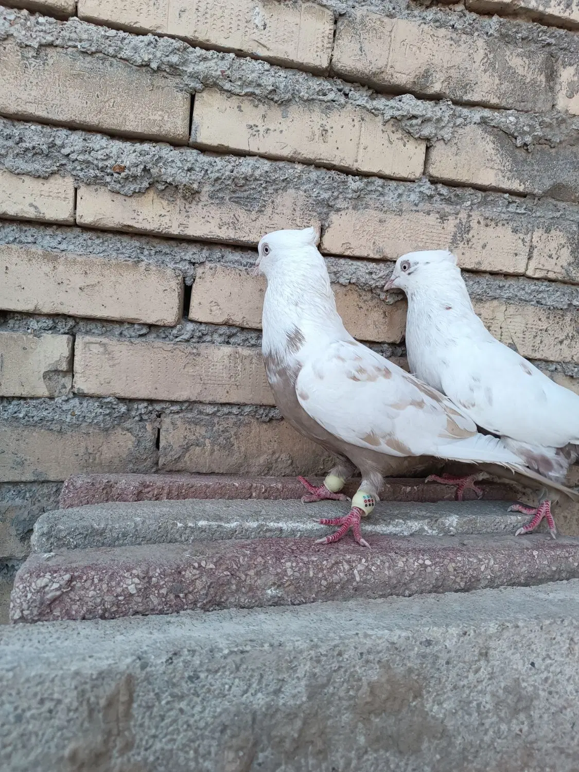 کبوتر|پرنده|کارون, |دیوار
