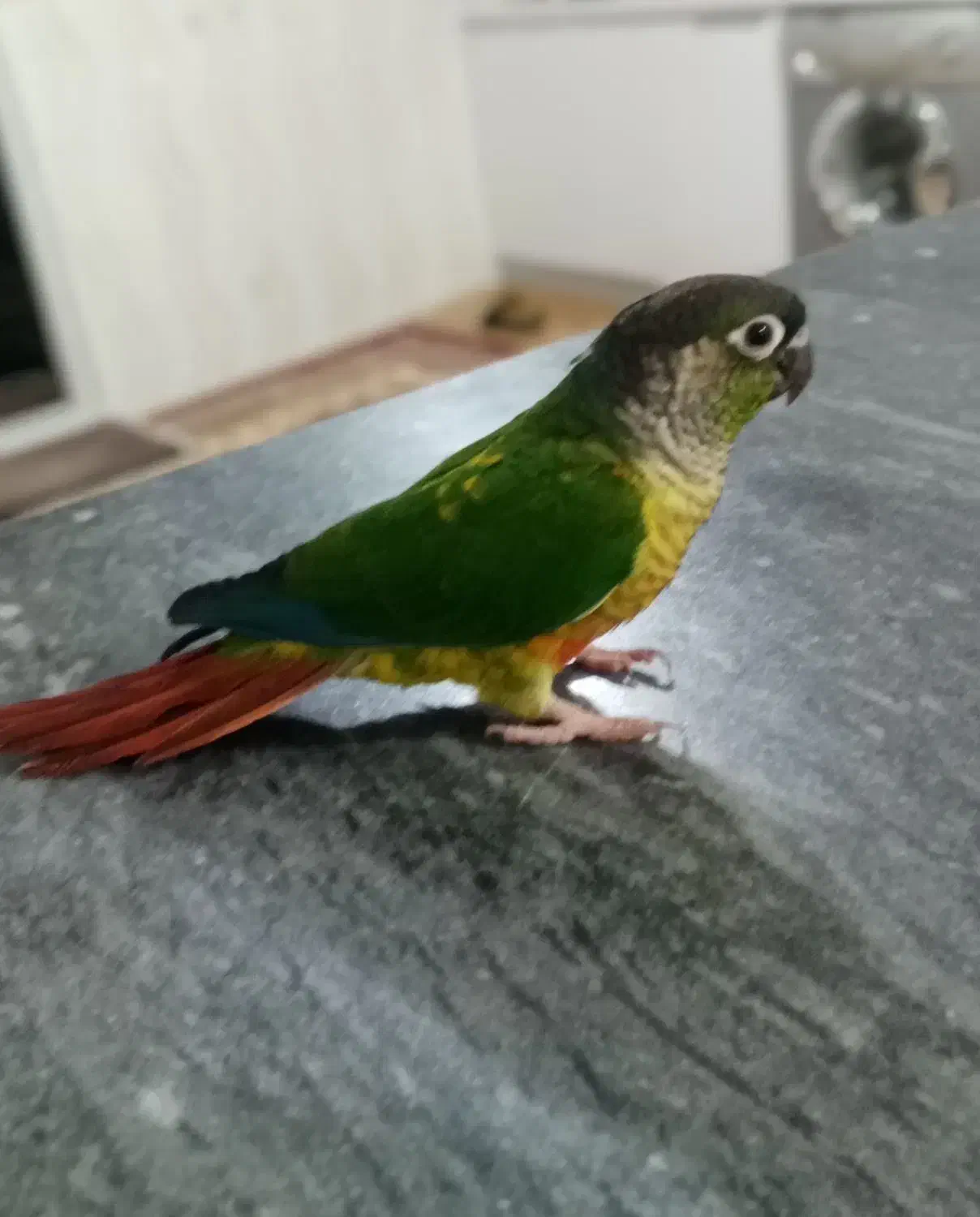 طوطی گرینچ|پرنده|مهاباد (آذربایجان غربی), |دیوار