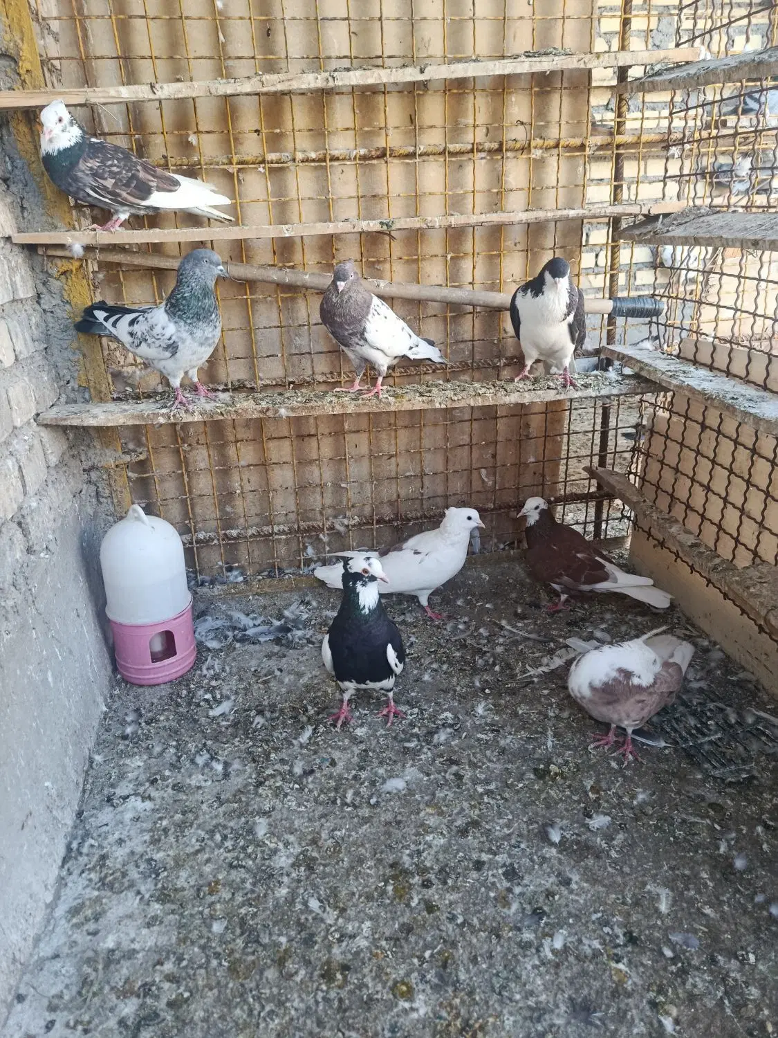 کبوتر|پرنده|باوی, |دیوار