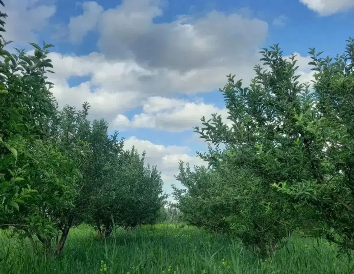 بـاغ|فروش زمین و ملک کلنگی|اهر, |دیوار