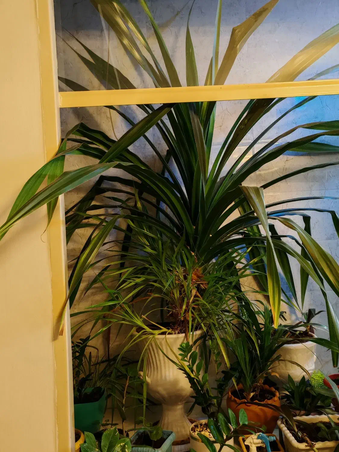 پاندانوس 2ونیم متری باحمل رایگان|گل و گیاه طبیعی|نیشابور, بنیاد شهید|دیوار