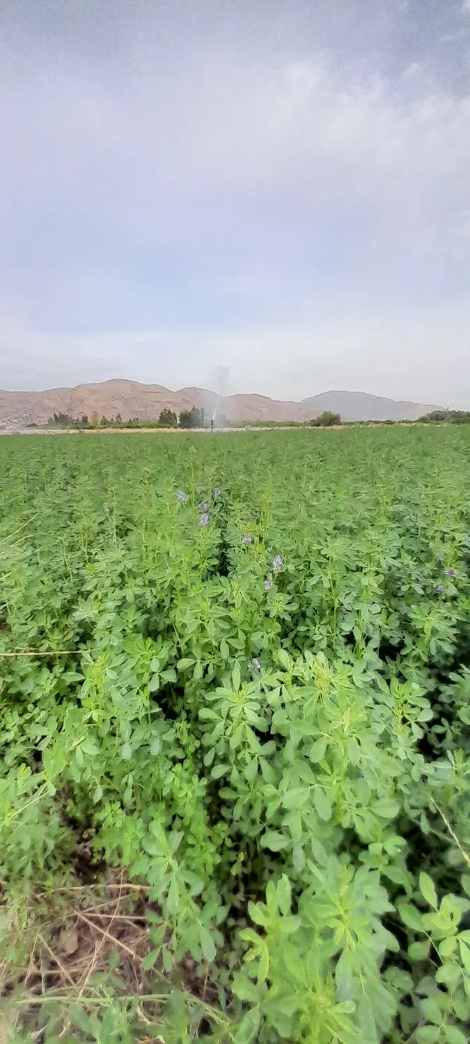 یونجه|خدمات باغبانی و درختکاری|دوگنبدان, |دیوار