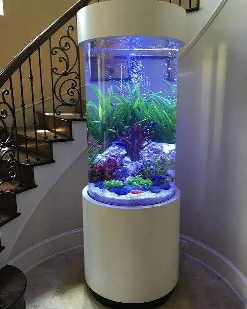 Aquarium|ماهی|سمنان, |دیوار