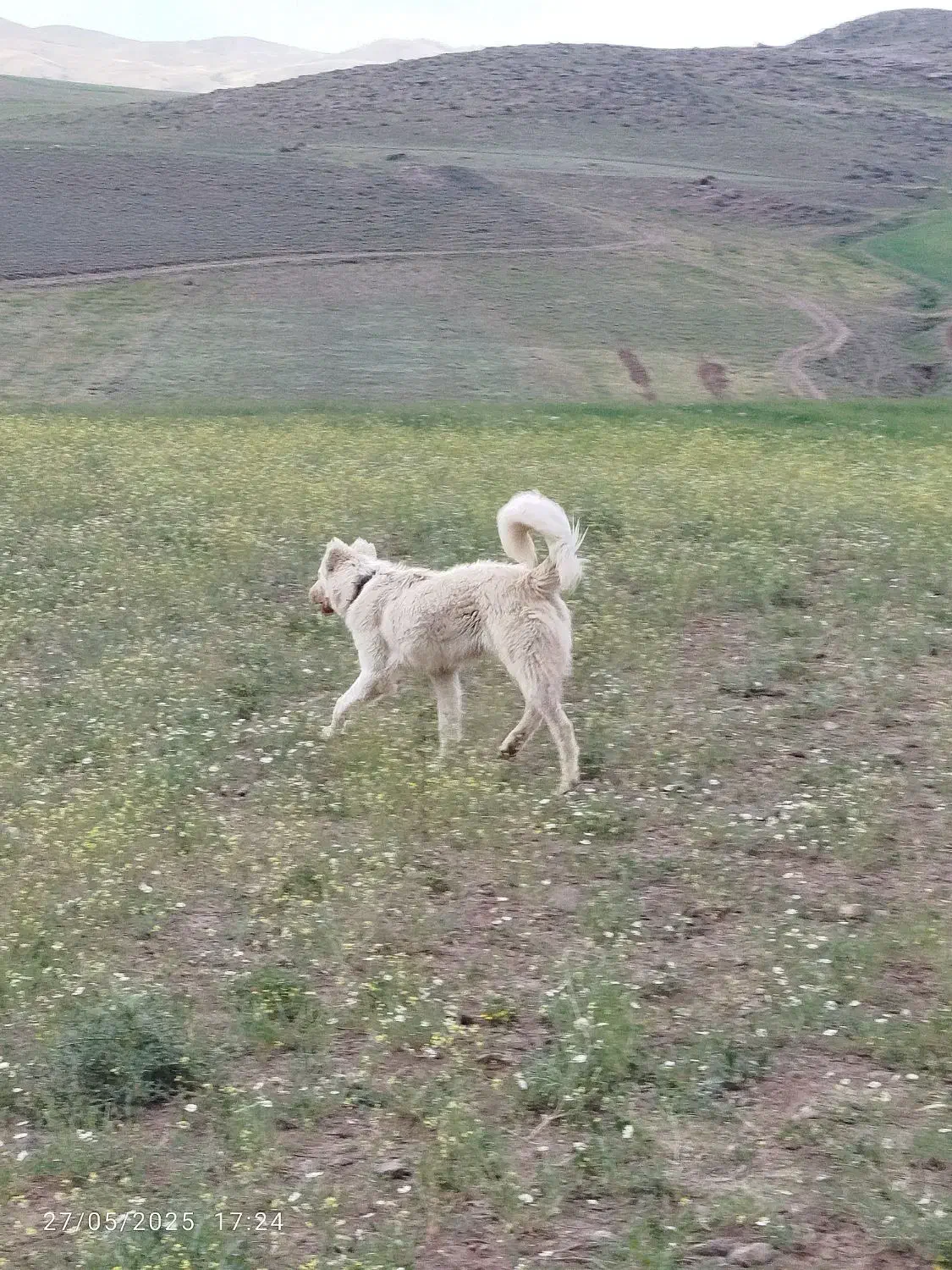 واگذاری سگ|سگ|اردبیل, |دیوار