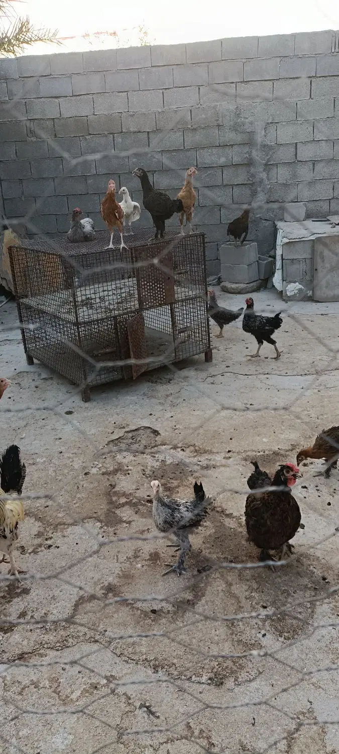 جوجه|حیوانات مزرعه|سوق, |دیوار