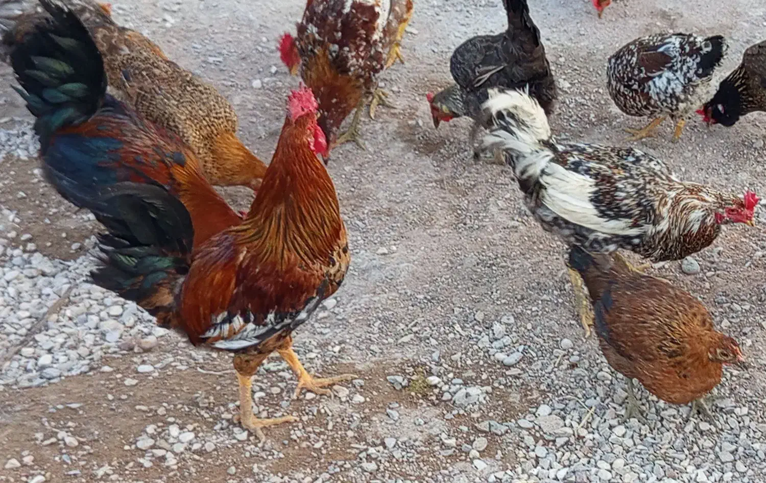 خروس محلی|حیوانات مزرعه|گتوند, |دیوار