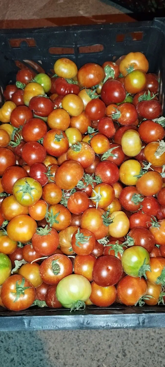 گوجه|خدمات باغبانی و درختکاری|ثلاث باباجانی, |دیوار