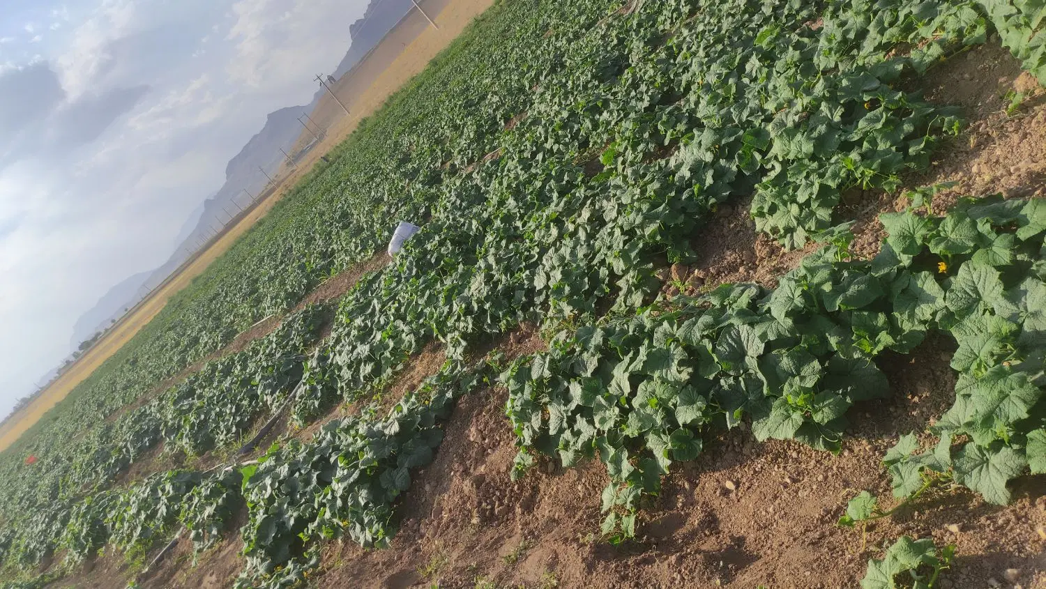 خیار|خوردنی و آشامیدنی|کیار, |دیوار