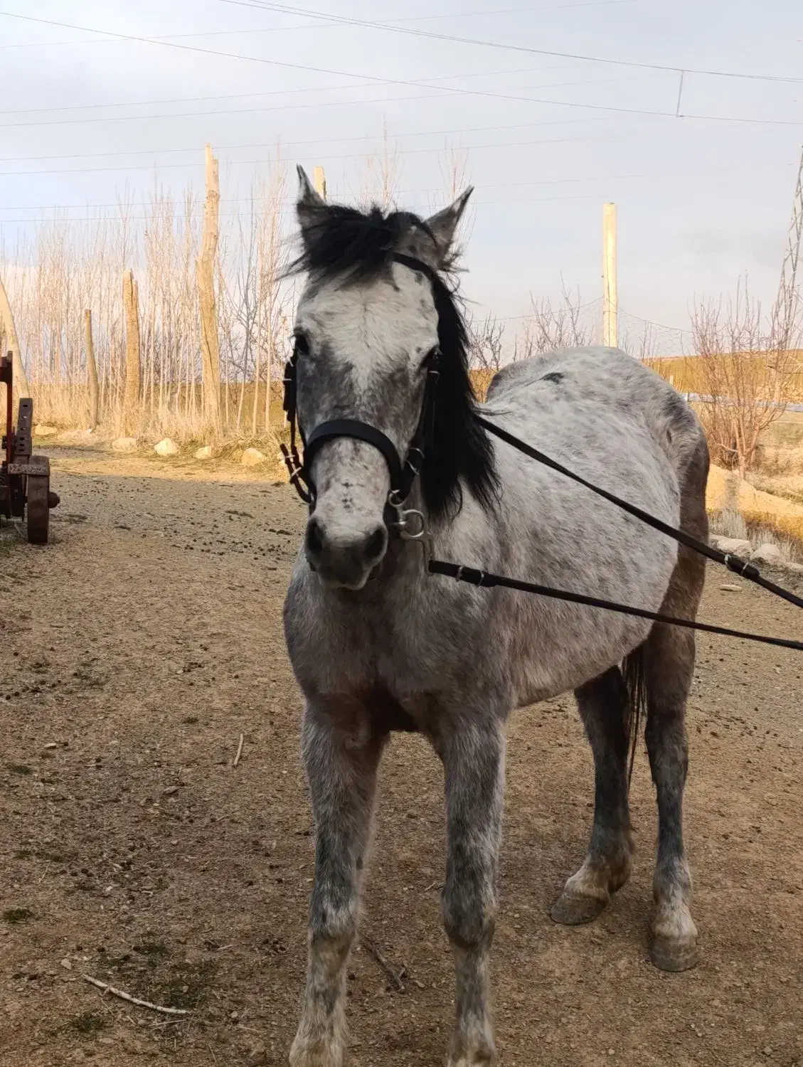 مادیان|اسب و تجهیزات اسب‌سواری|سارال, |دیوار