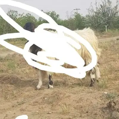 گوسفند|حیوانات مزرعه|بجستان, |دیوار