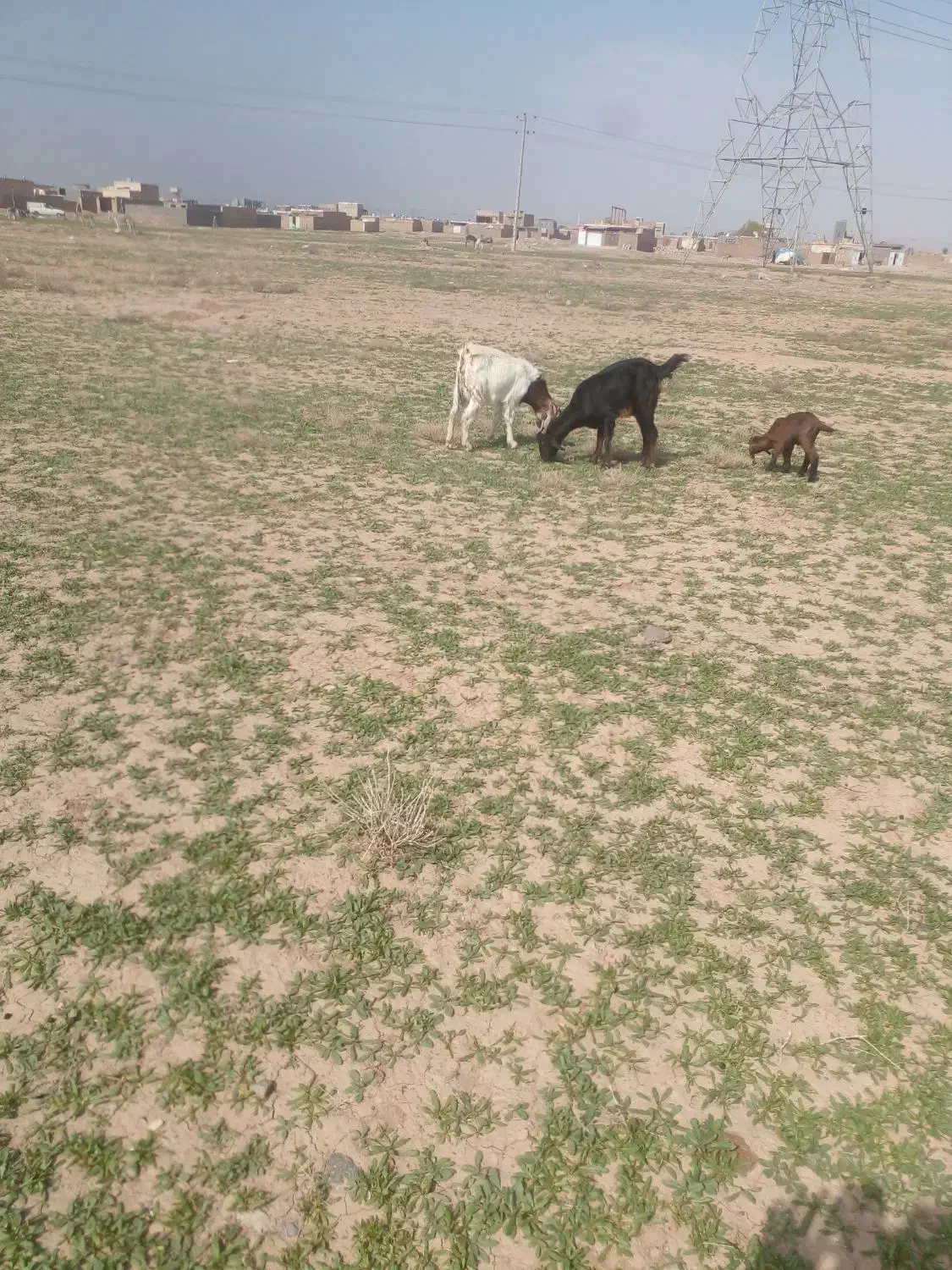 بز زاییده|حیوانات مزرعه|تربت جام, کشتارگاه|دیوار