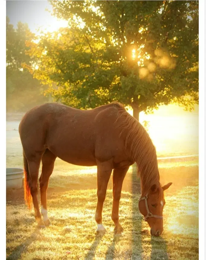 اسب|اسب و تجهیزات اسبسواری|شاندیز, |دیوار