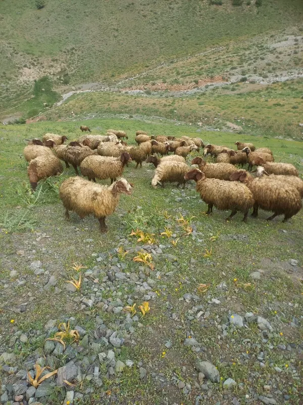 میش|حیوانات مزرعه|گیان, |دیوار