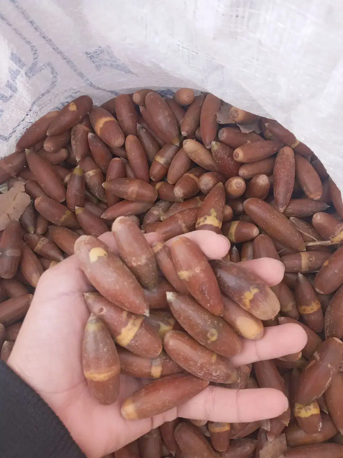 بلوط|حیوانات مزرعه|کارزان, |دیوار