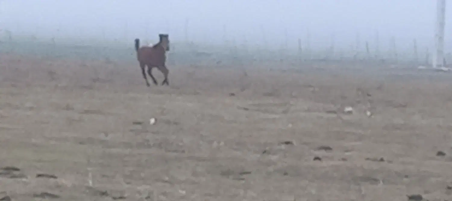 اسب|اسب و تجهیزات اسب‌سواری|نمین, |دیوار