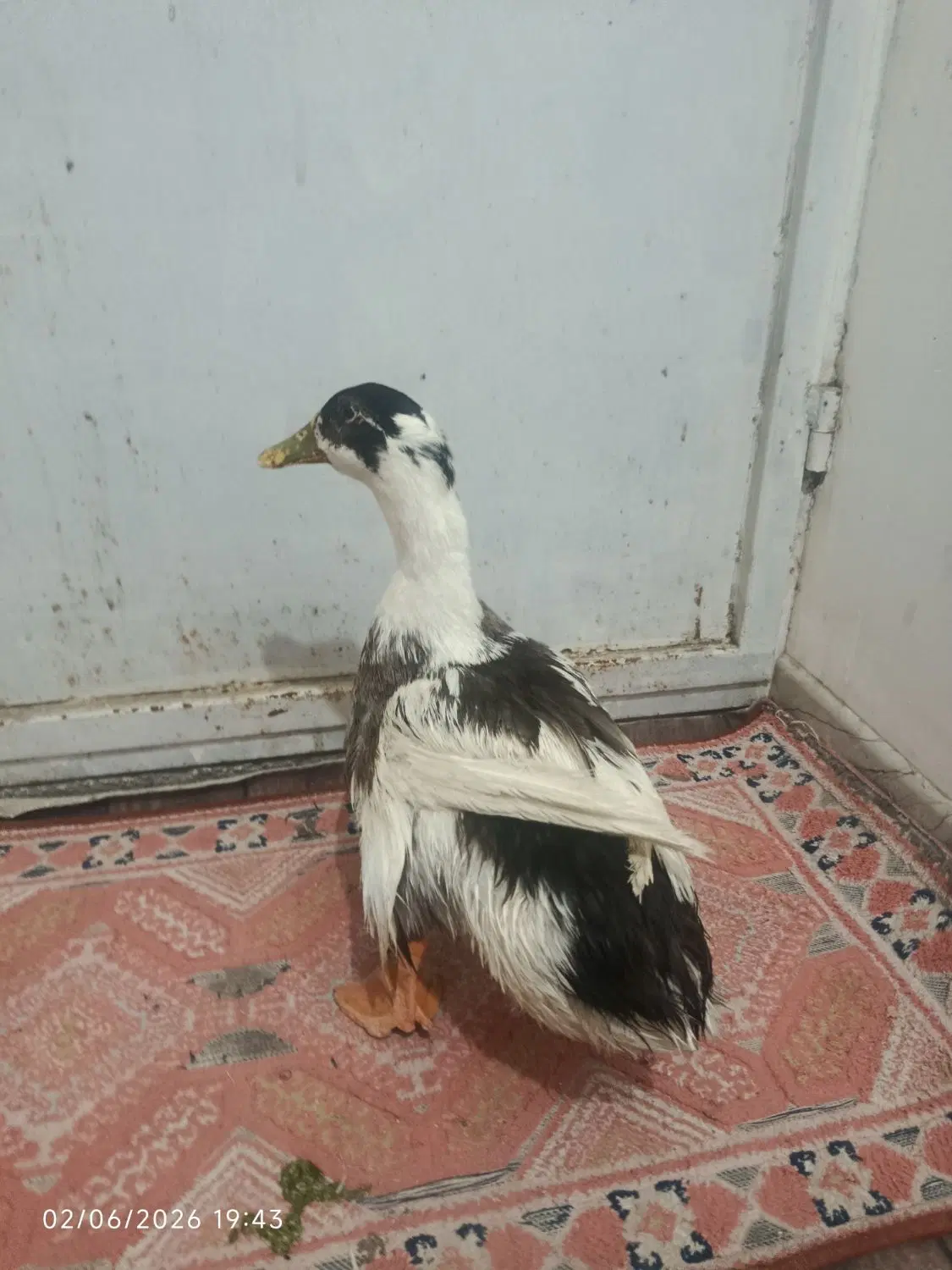 اردک|پرنده|زاهدان, |دیوار