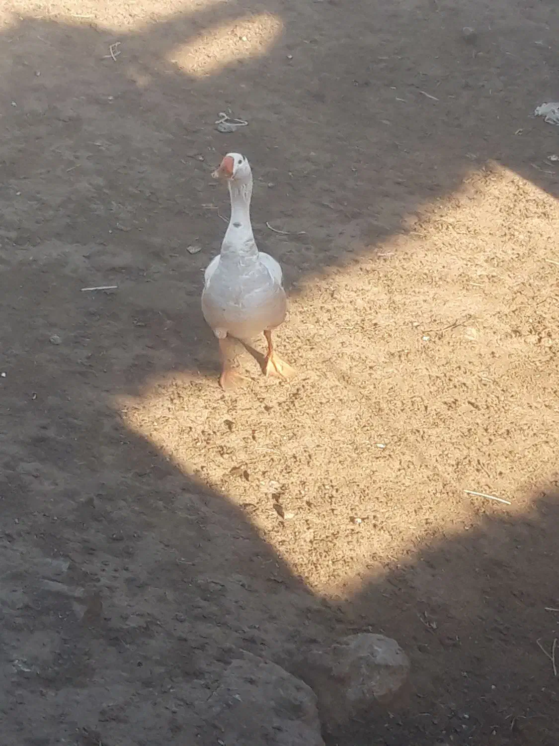 غاز|حیوانات مزرعه|ارشق, |دیوار