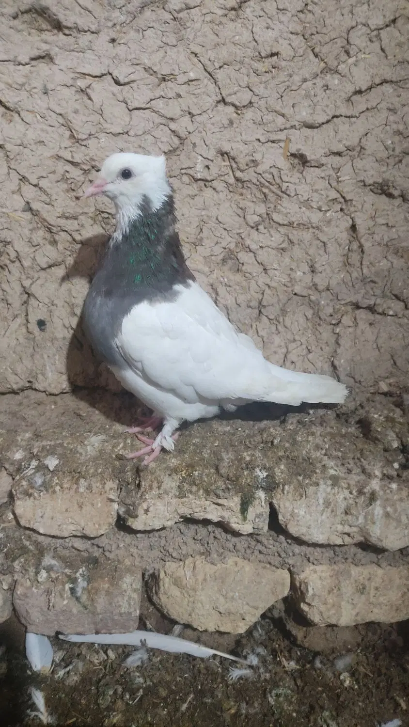 طوقی|پرنده|گرمه, |دیوار