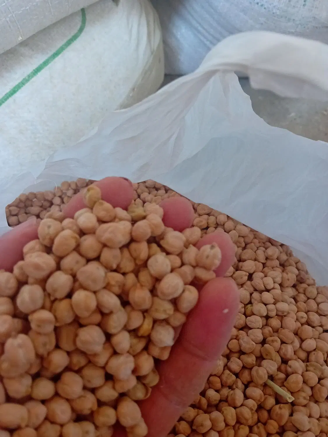 نخود|خوردنی و آشامیدنی|مهاجران, |دیوار