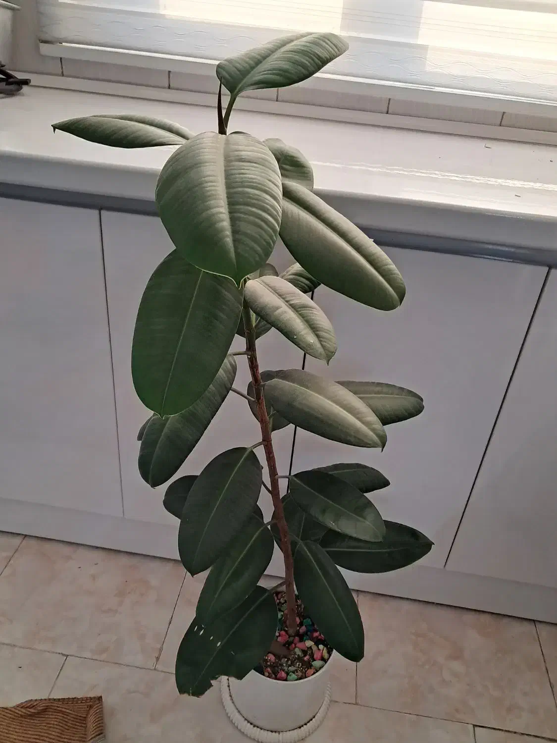 گل طبیعی|گل و گیاه طبیعی|تهران, یافت آباد جنوبی|دیوار