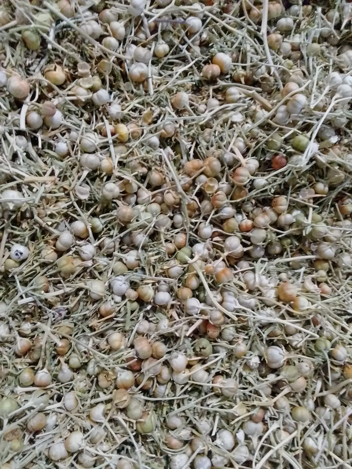 سبند|گل و گیاه طبیعی|سبزوار, قصبه غربی|دیوار