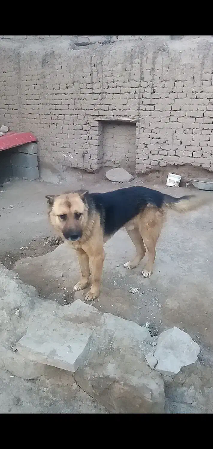 سگ ژرمن|سگ|فریمان, |دیوار