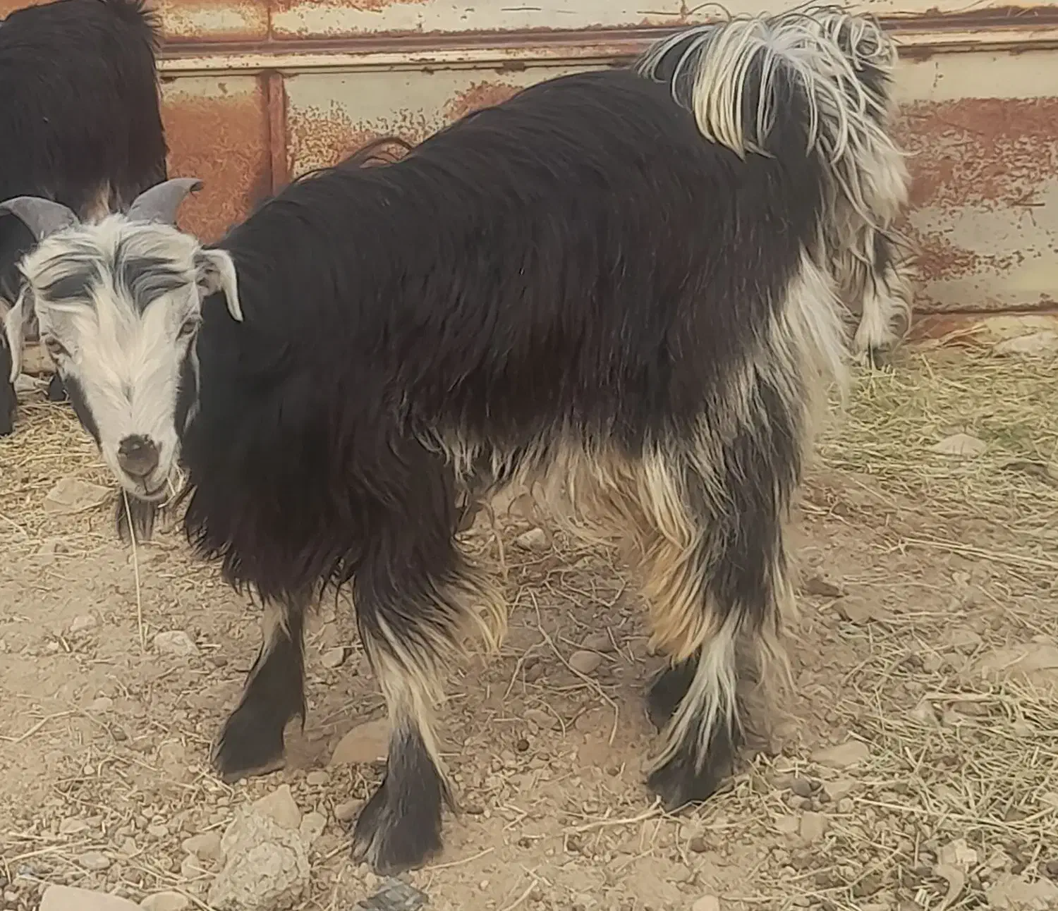 کهره نر|حیوانات مزرعه|جنت, |دیوار