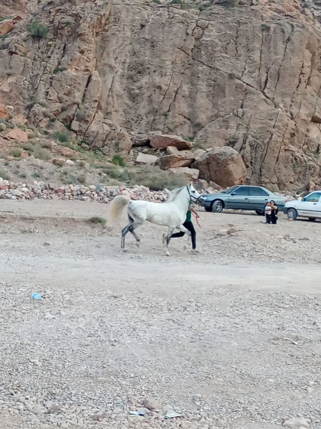 سگ نر|سگ|رفسنجان, |دیوار