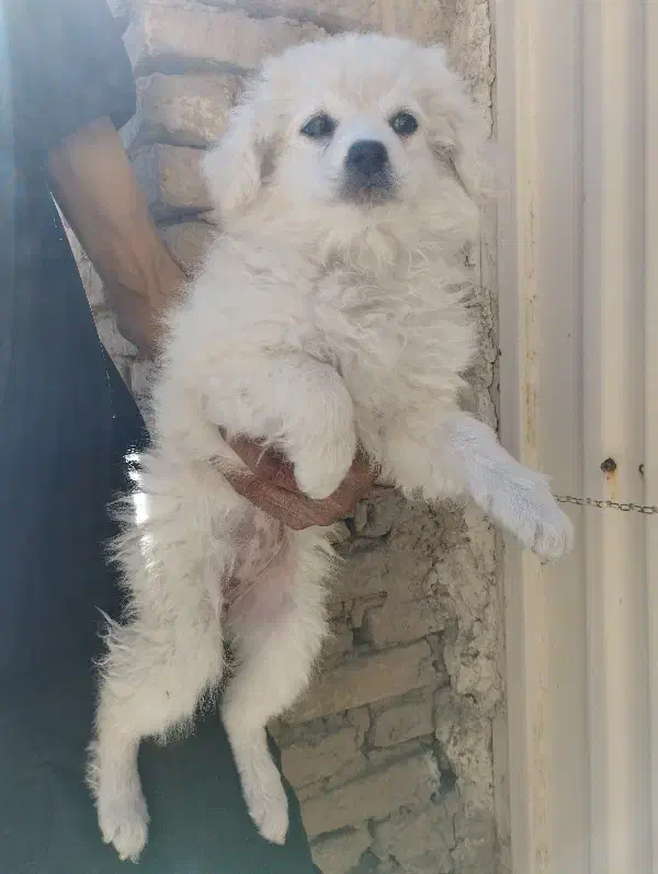 پاپی سفید|سگ|فولادشهر, B2|دیوار