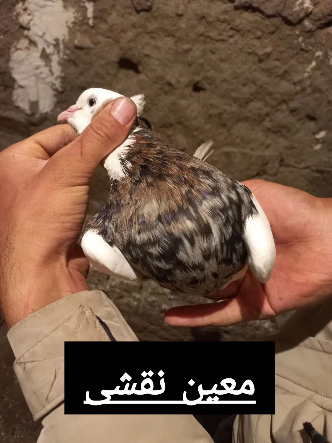 طوقی|پرنده|اسدآباد, |دیوار