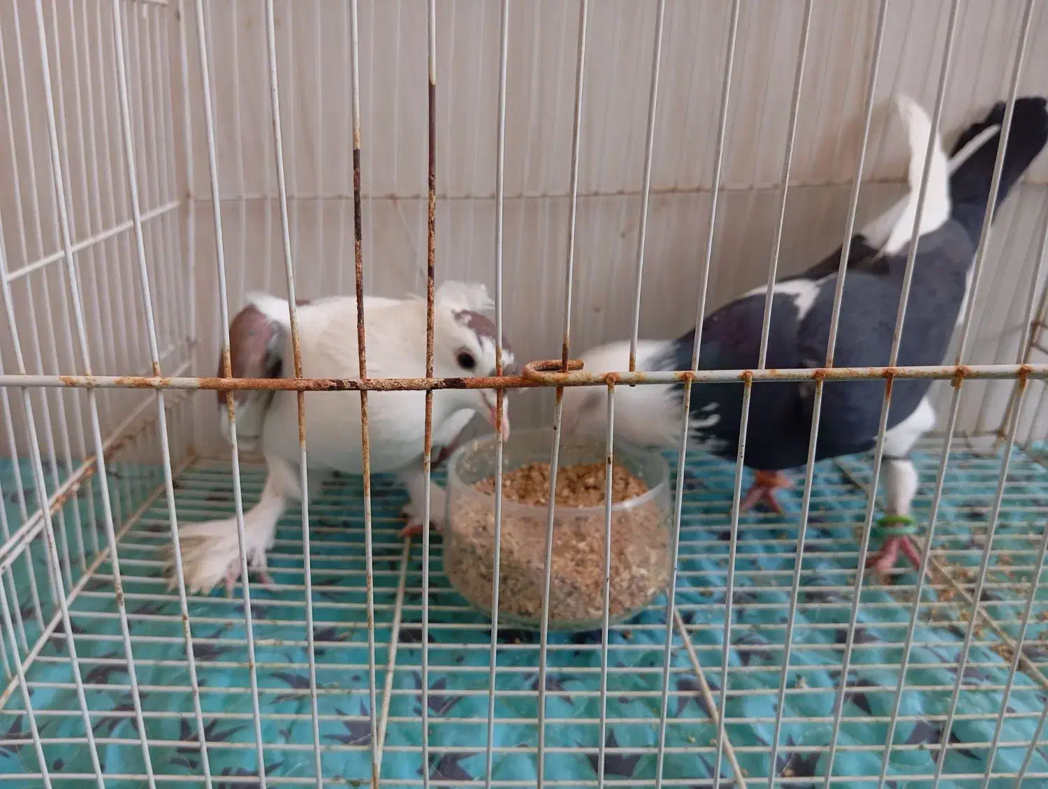 کفتر|پرنده|تربت‌حیدریه, داروپخش|دیوار