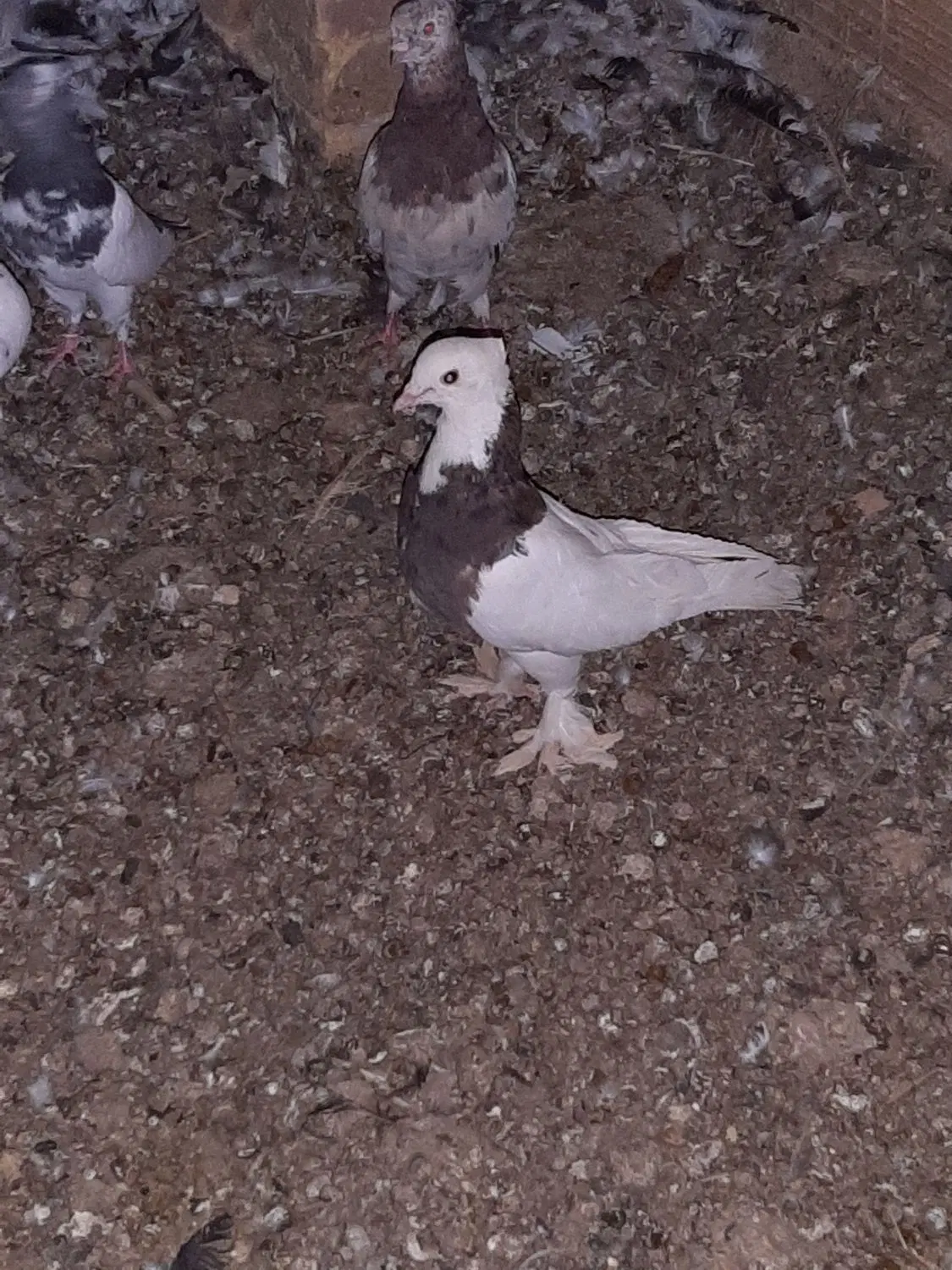 کبوتر|پرنده|اردکان, |دیوار