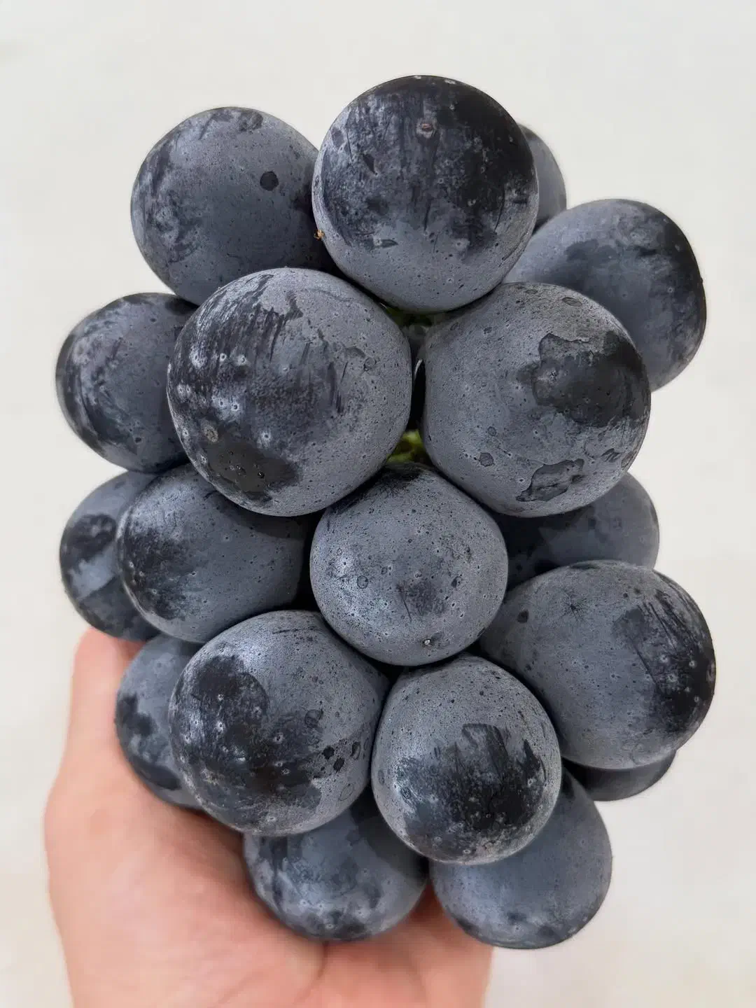 نهال عناب اوکراینی ، تهران|خدمات باغبانی و درختکاری|تهران, خلیج فارس|دیوار