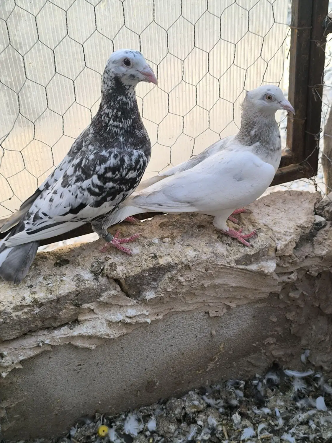 سار|پرنده|نیشابور, دارایی|دیوار