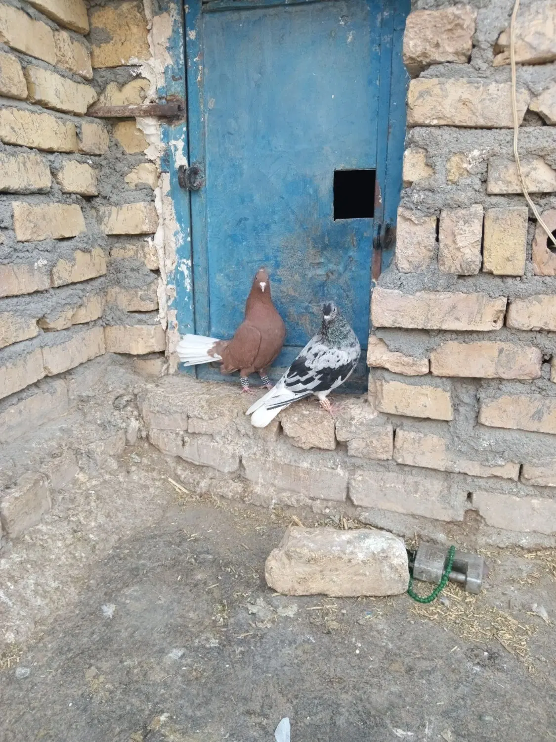 کفتر|پرنده|قلندر آباد, |دیوار